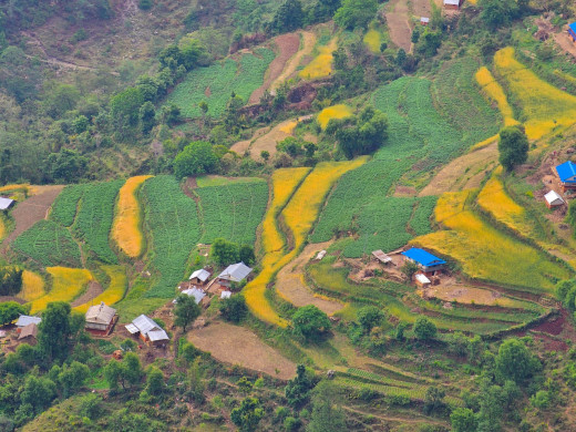 आलु खेती